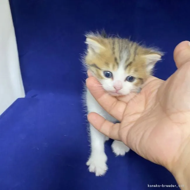 ID:2109-02264の子猫