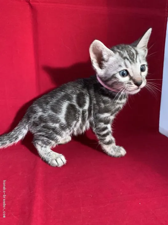 ID:1910-00774の子猫