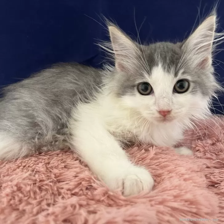 ID:2405-00315の子猫