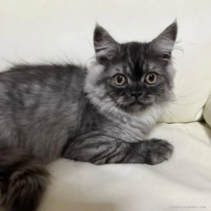 ID:2208-01077の子猫