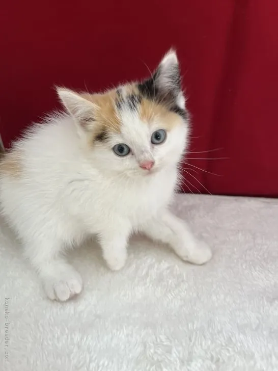 ID：2112-00303の子猫