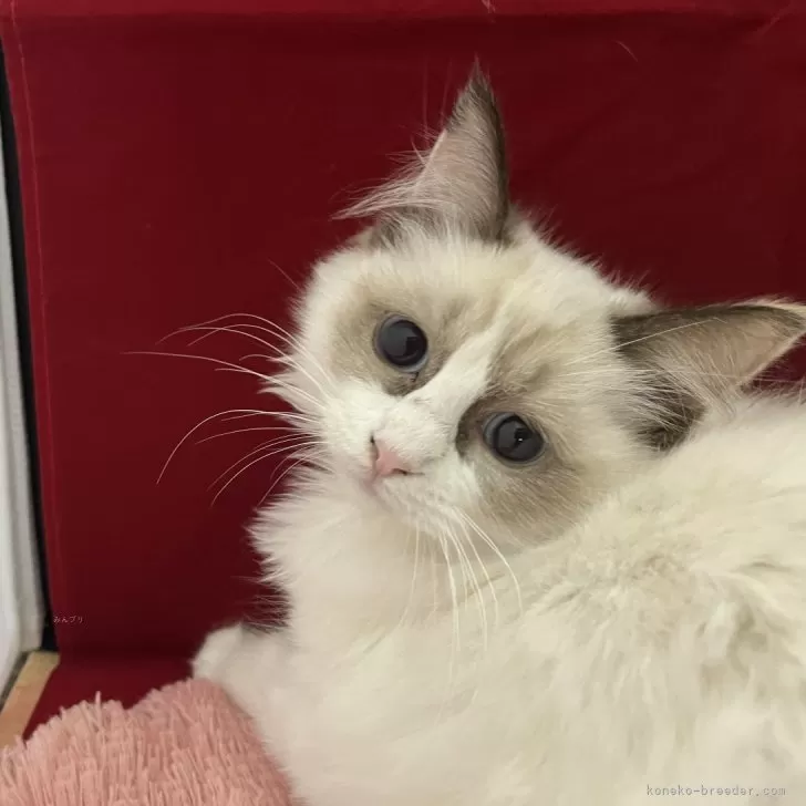 ID：2405-00334の子猫