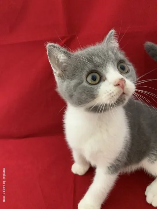 ID:1906-01809の子猫