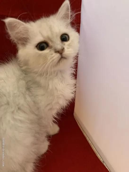 ID:1907-00046の子猫