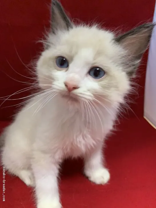 ID：1910-00777の子猫