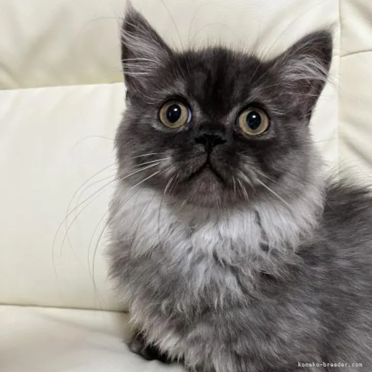 ID:2208-01072の子猫
