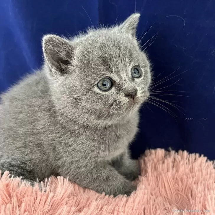 ID：2405-00335の子猫