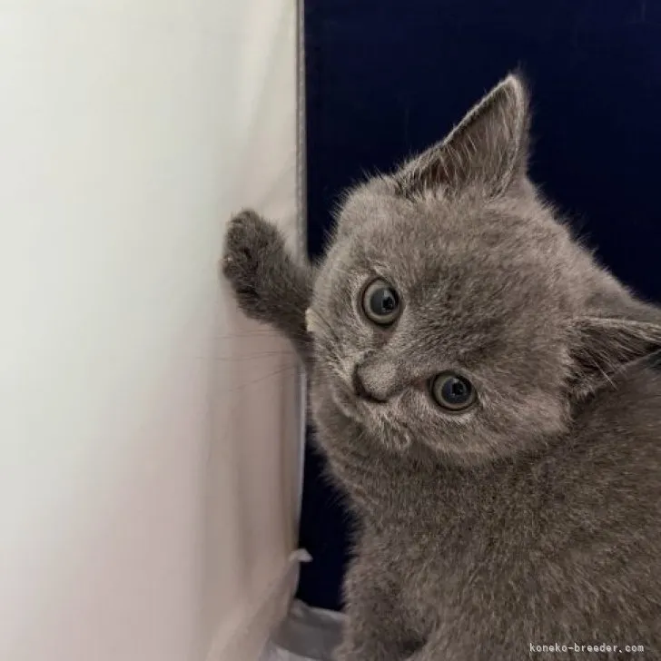 ID：2307-01459の子猫
