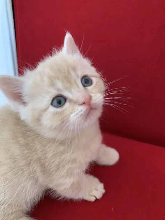 ID：2003-01069の子猫