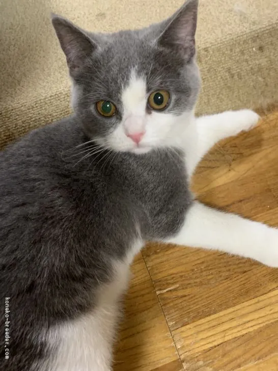 ID:1911-00330の子猫