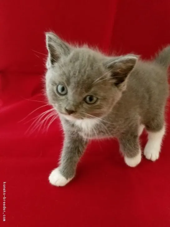 ID：1805-01316の子猫