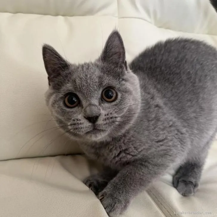 ID：2209-02546の子猫