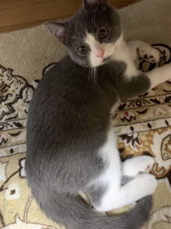 ID：1911-00331の子猫