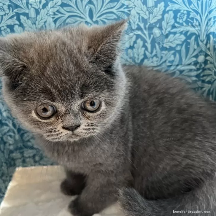 ID：2409-03066の子猫