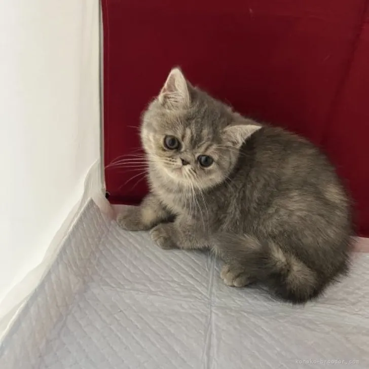 ID:2306-01029の子猫