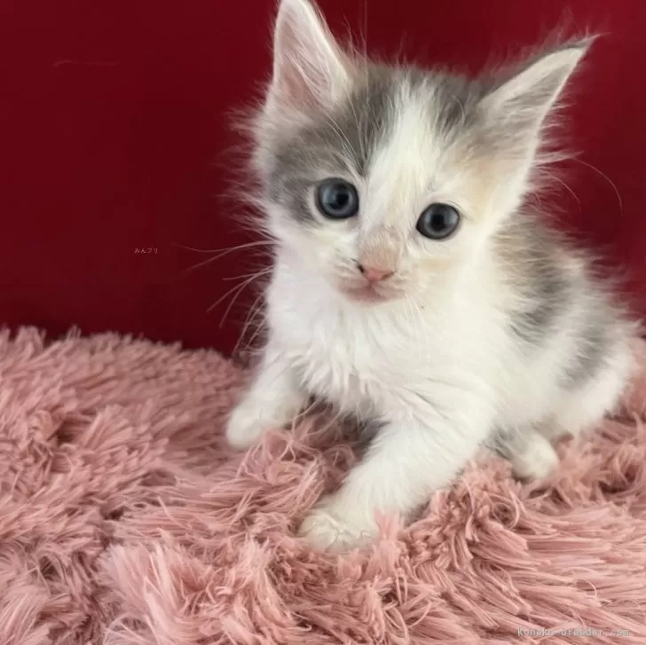 ID：2405-00319の子猫