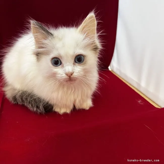 ID:2203-02501の子猫