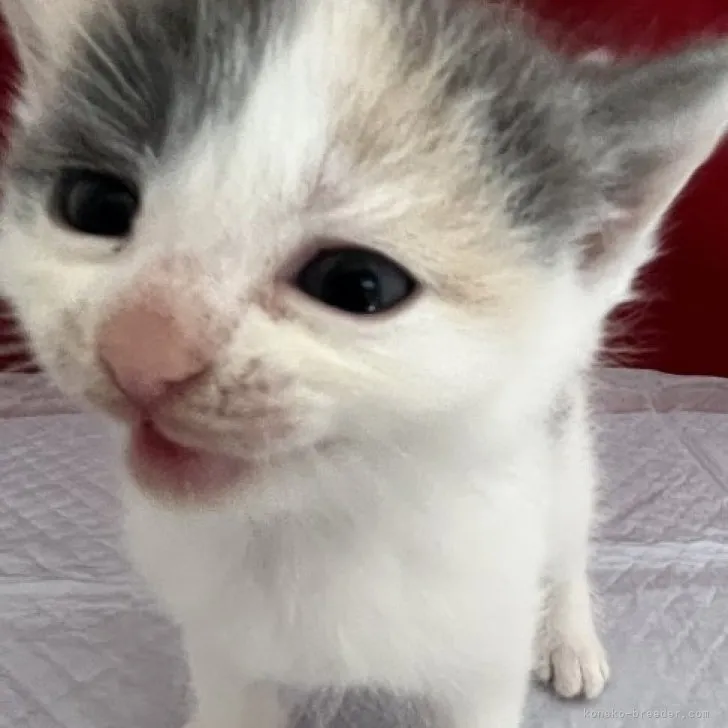 ID:2304-02264の子猫
