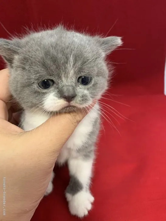 ID：2105-00472の子猫