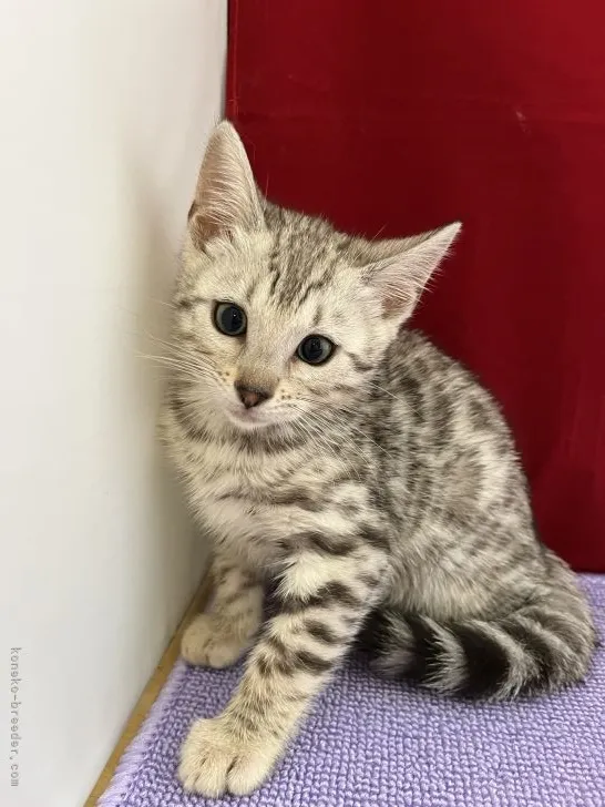 ID:2110-01843の子猫
