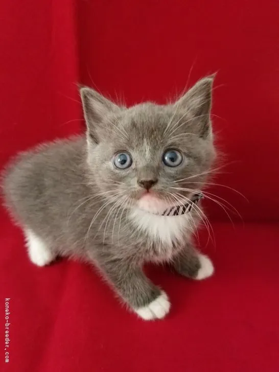 ID：1809-00550の子猫