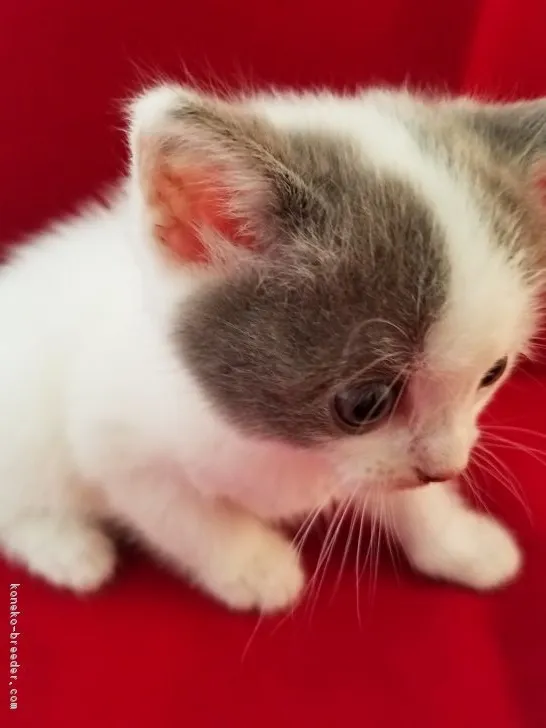 ID：1809-00543の子猫