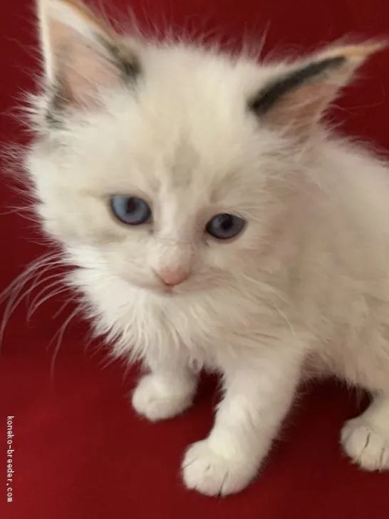 ID:1906-00842の子猫