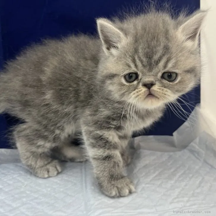 ID：2305-00186の子猫