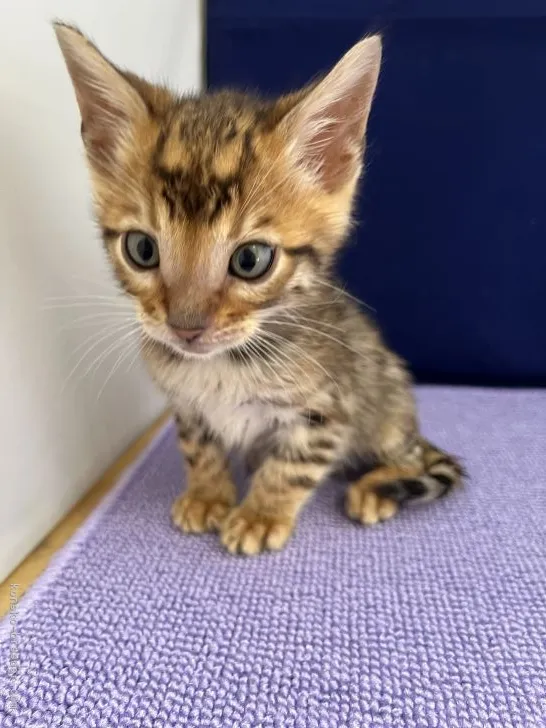 ID：2110-01848の子猫