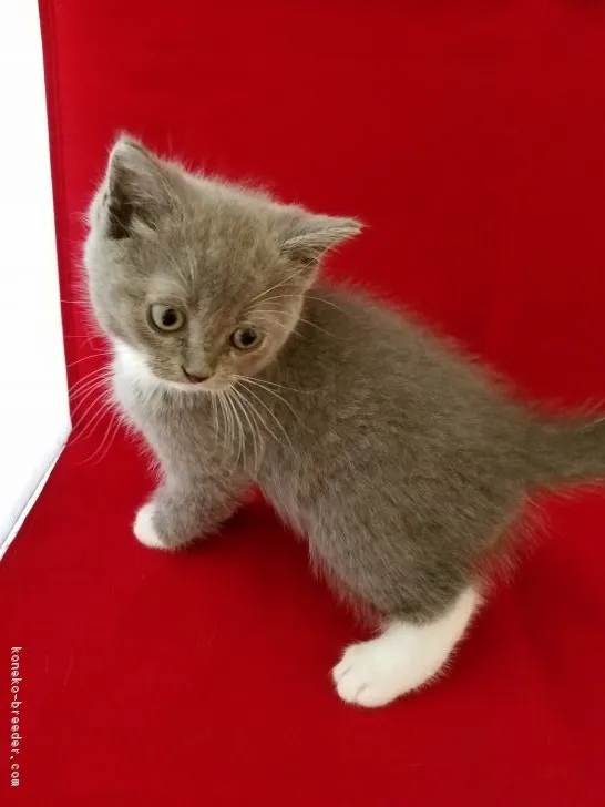 ID:1805-01636の子猫