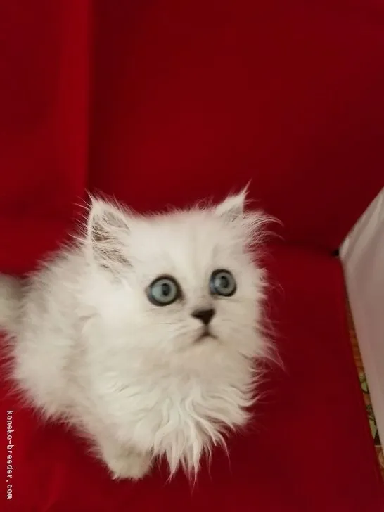 ID:1808-01125の子猫