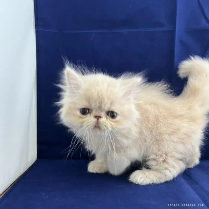 ID:2210-02006の子猫
