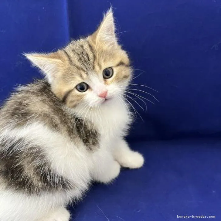 ID：2208-00191の子猫