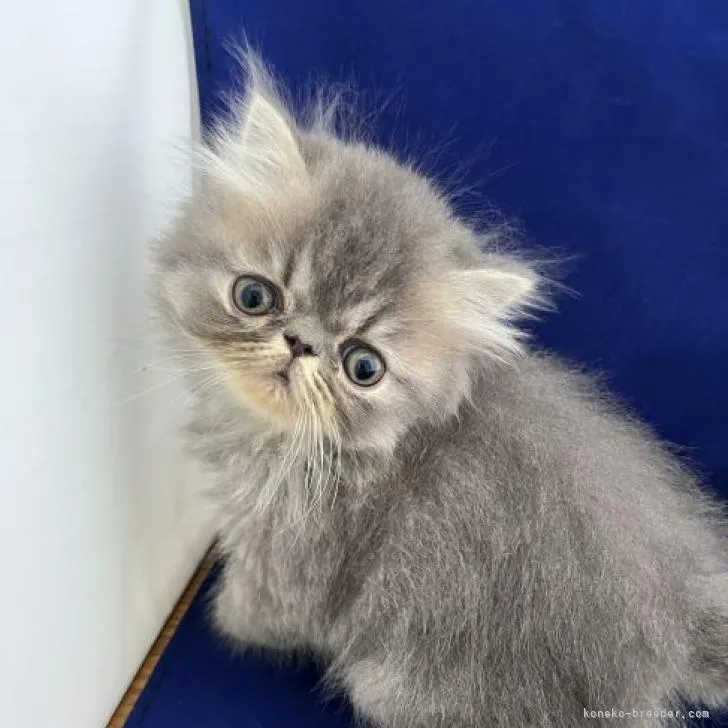 ID：2210-02005の子猫