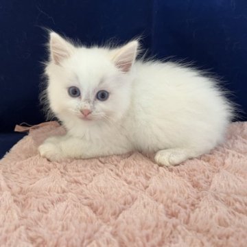 ラグドール【富山県・男の子・2023年9月10日・クリームポイント】の写真「可愛いイケメンくん。」