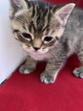 マンチカン(長足)【富山県・女の子・2019年4月7日・ブラウンタビー】の写真「よちよち歩き」