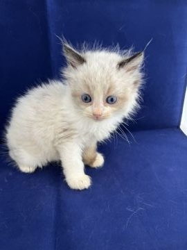 ラグドール【富山県・男の子・2022年4月26日・シールポイントバイカラー】の写真「おっとりBOY🐈‍⬛」