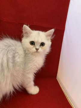 ペルシャ【富山県・女の子・2019年5月11日・チンチラシルバー】の写真「更新しました」