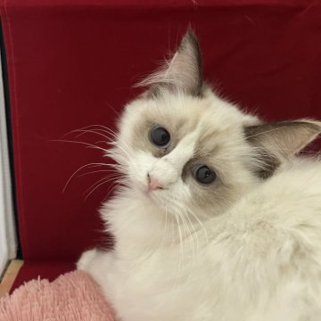 ラグドール【富山県・女の子・2024年3月24日・シールトゥーティーバイカラー】の写真「おっとりさん」