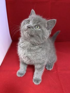 マンチカン(長足)【富山県・男の子・2019年11月1日・ブルータビー】の写真「くまくん。」