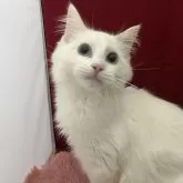 ラグドール【富山県・男の子・2024年3月24日・クリームポイント】の写真1