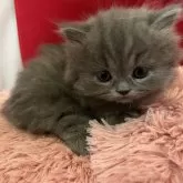 ミヌエット(短足)【富山県・女の子・2024年5月17日・ブルー】の写真1