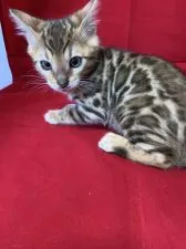 ベンガル【富山県・女の子・2020年3月3日・ブラウンスポテットタビー】の写真1