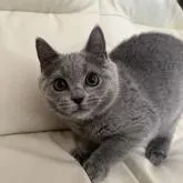 ブリティッシュショートヘア【富山県・男の子・2022年8月15日・ブルー】の写真1