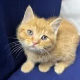 マンチカン(長足)【富山県・男の子・2022年10月9日・レッドタビー】の写真1