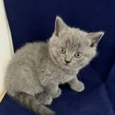ブリティッシュショートヘア【富山県・男の子・2022年8月15日・ブルー】の写真1