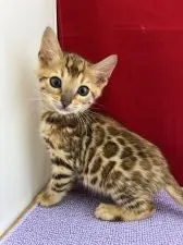 ベンガル【富山県・女の子・2021年9月18日・ブラウンスポテットタビー】の写真1