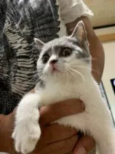 ブリティッシュショートヘア【富山県・女の子・2019年5月6日・ブルーホワイト】の写真2