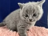 ブリティッシュショートヘア【富山県・男の子・2024年3月28日・ブルー】の写真2