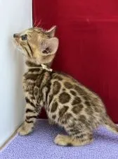 ベンガル【富山県・女の子・2021年9月18日・ブラウンスポテットタビー】の写真2